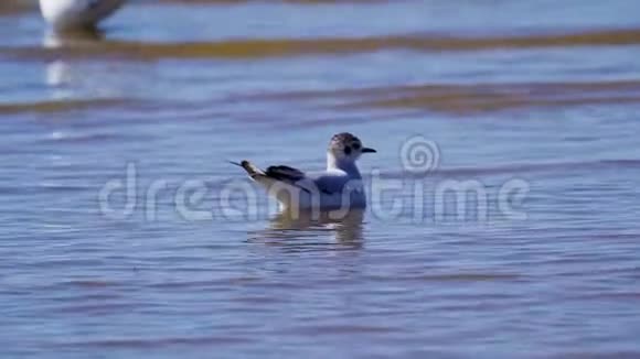 黑头鸥鸟正在浅水中休息黑头鸥浮在水面上小浪在鸟儿身上翻滚视频的预览图