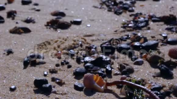海滩上的贝壳拉焦点视频的预览图