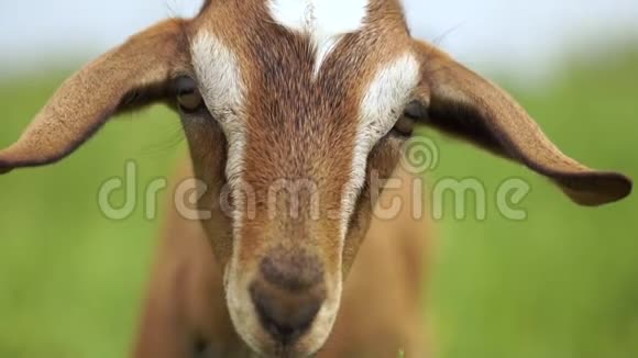 可爱的年轻保姆山羊漂亮的眼睛期待在一片草地在斯洛文尼亚视频的预览图