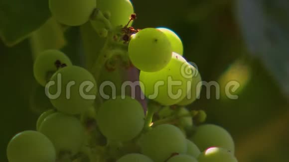 西班牙葡萄酒BunchCodorniu葡萄园西班牙视频的预览图