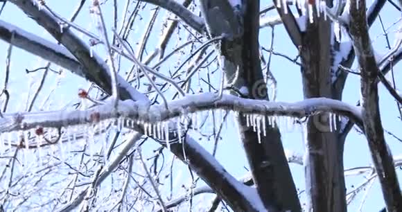 嫩芽树枝上挂着晶莹的冰柱融化冰柱和落下闪亮的水滴在明亮的冰冻景观上视频的预览图