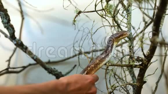 宠物鼠蛇在围栏里爬树枝视频的预览图