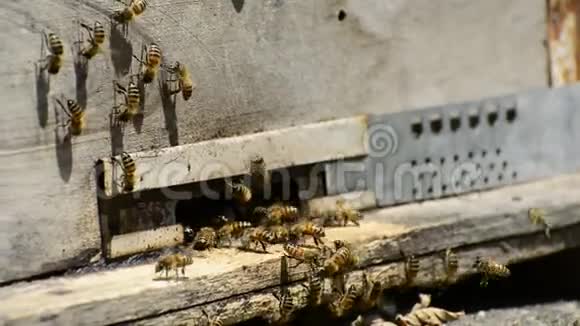 在养蜂场的老蜂巢入口处有很多蜜蜂视频的预览图