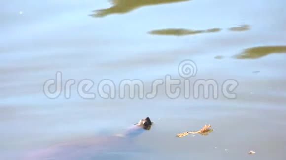 玛丽河海龟视频的预览图