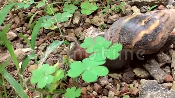 蜗牛运动缓慢视频的预览图