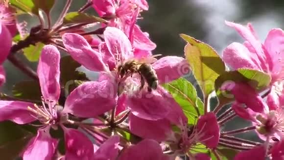 忙碌的蜜蜂视频的预览图
