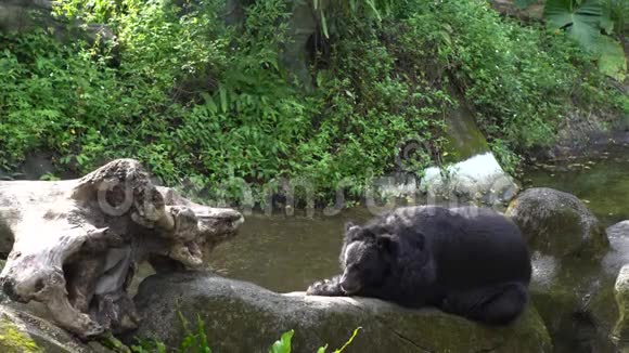 动物园一只成年福沙黑熊的4K躺在岩石上视频的预览图