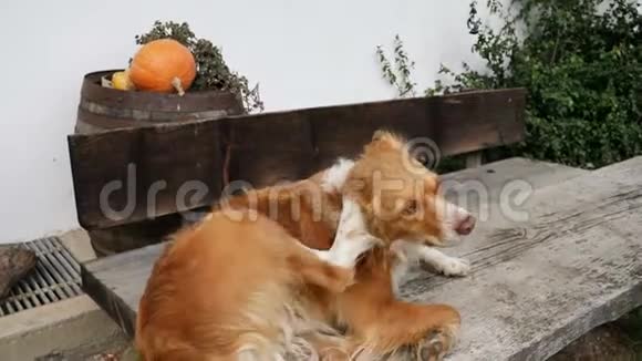狗用爪子抓耳朵视频的预览图