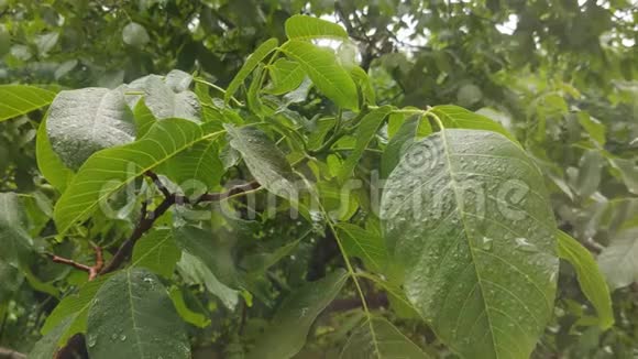 雨滴滴在树核桃的大绿叶上特写视频的预览图