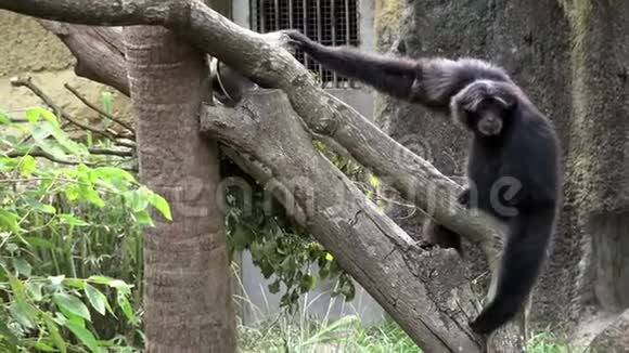 4一只黑毛长臂猿正在动物园的树枝上休息暹罗人视频的预览图