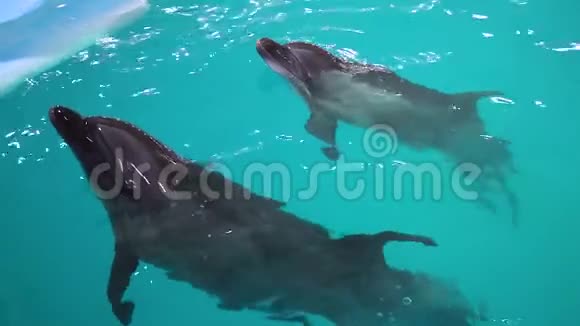 海豚馆蓝色水域的几只灰海豚游向教官视频的预览图