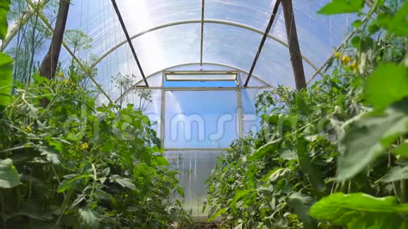 农场上明亮的温室番茄幼苗生长在温室里视频的预览图