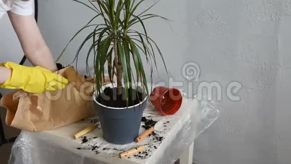 一个女人在花盆里种了一棵龙树视频的预览图