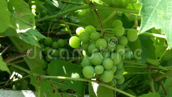 未成熟的绿色葡萄一小串未成熟的白葡萄酒葡萄挂在藤蔓上叶子是绿色的在风中摇曳大自然视频的预览图