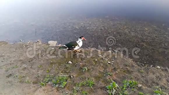 鸭子静静地走在河边视频的预览图