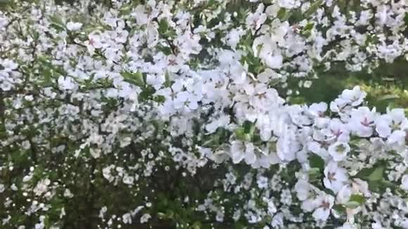 春暖花开樱花在树枝上随风摇曳许多白花在灌木丛上视频的预览图