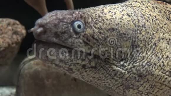 野鳗海底生物视频的预览图