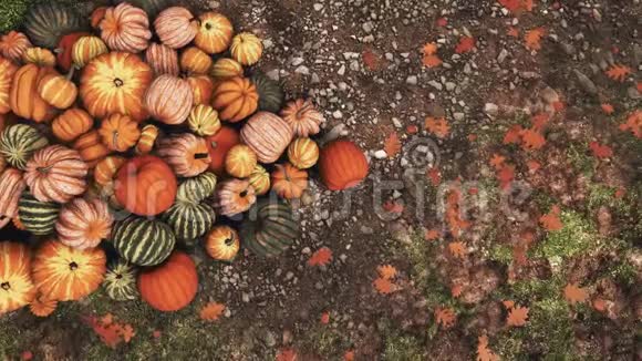秋天的南瓜堆在地面上的特写镜头视频的预览图