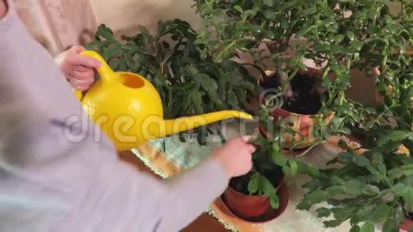 女园丁在家给植物浇水视频的预览图