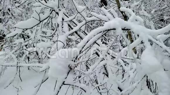 白雪覆盖的树枝在森林中飘扬冬天的天气和大自然的风暴视频的预览图