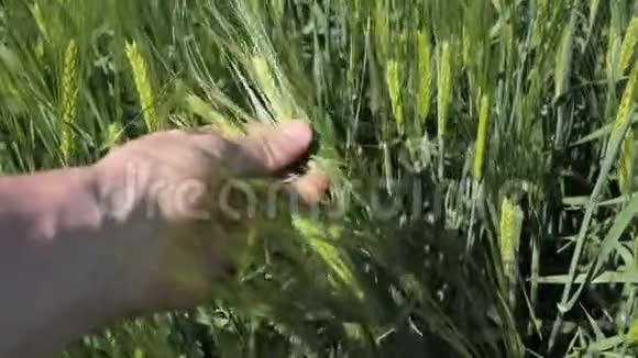 农民用手检查有机绿色未成熟小麦的小穗然后再用除草剂和视频的预览图