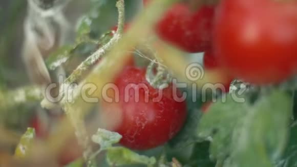 有成熟番茄的灌木视频的预览图