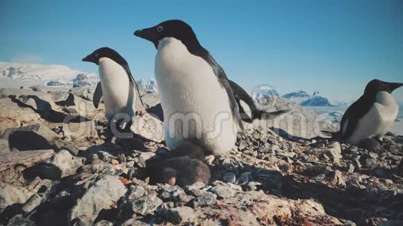 南极的阿黛丽企鹅野生海岸相机视频的预览图
