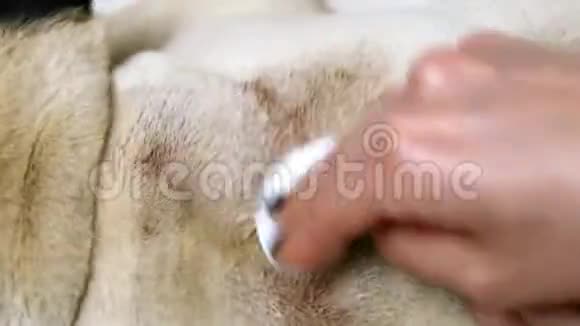女性双手特写在一只生病的小狗背上洗了一个很大的湿疹伤口视频的预览图