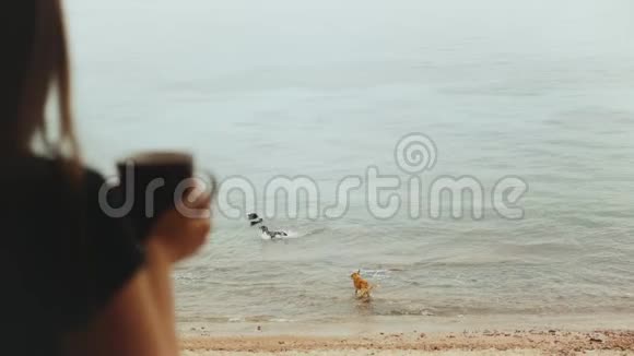独自一人的女人早上在阳台上喝咖啡或茶有蓝色的海景狗在海水中玩耍快速的视频视频的预览图