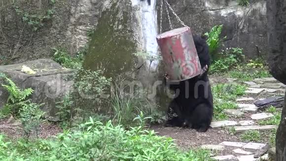 一只成年福沙黑熊玩食物容器吃视频的预览图