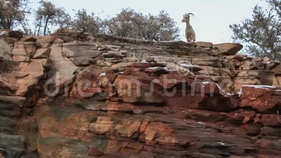 一只沙漠大角羊母羊沿着锡安国家公园犹他州一处红色砂岩悬崖的正面走下去视频的预览图