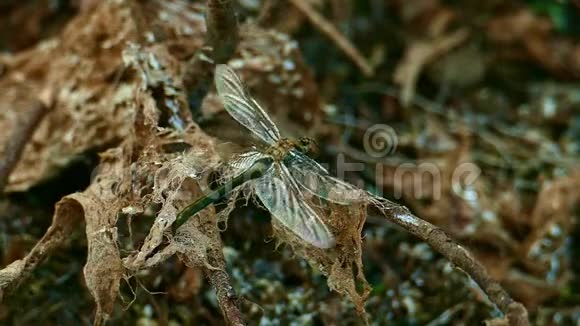 蜻蜓展翅坐在枯干的老枝上视频的预览图