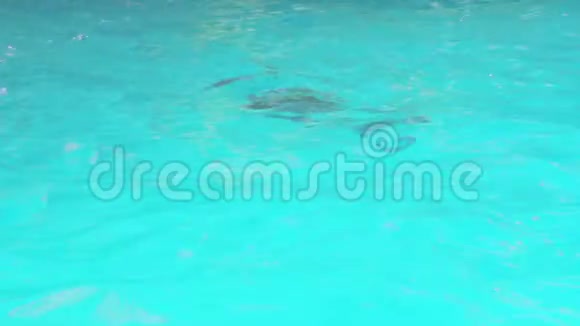 雌海豚和幼海豚游泳视频的预览图
