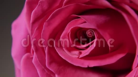 大粉红色玫瑰花蕾视频的预览图