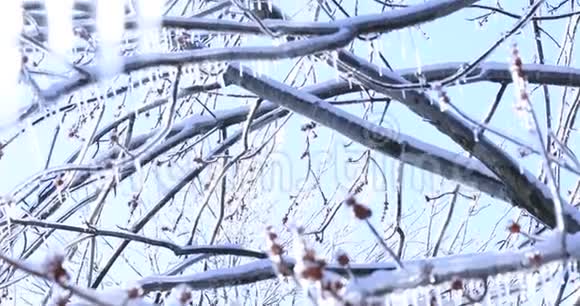 视频与融化冰柱和下降光泽滴在冻结的背景枫树树枝上挂着晶莹的冰柱视频的预览图