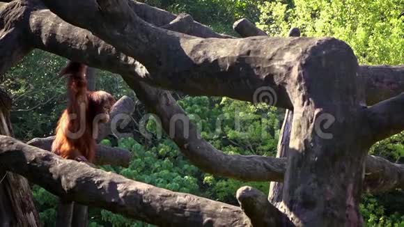 森林动物园成年博尔纳猩猩爬上树顶的慢动作视频的预览图