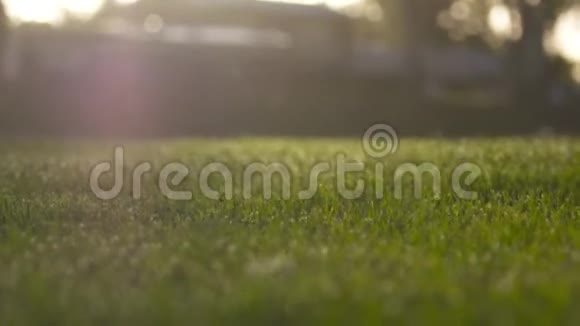 一只鸭子走过草地的低角度视频的预览图