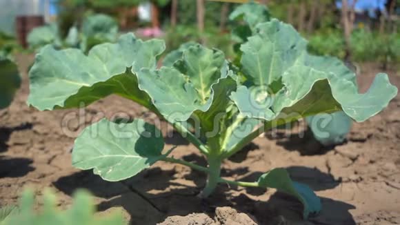 甘蓝幼苗在阳光下生长运动缓慢有机白菜长在农场里靠近视频的预览图
