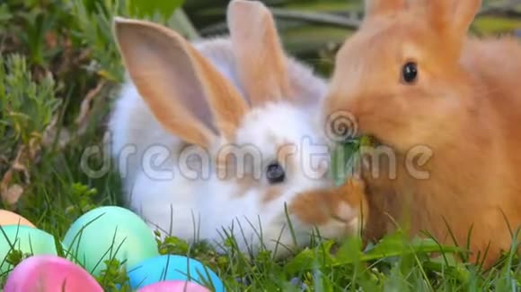 两个可爱的小兔子坐在复活节彩蛋旁边的草地上视频的预览图
