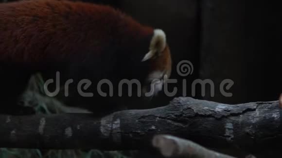 慢动作近景熊猫抓林中狭窄的树枝视频的预览图
