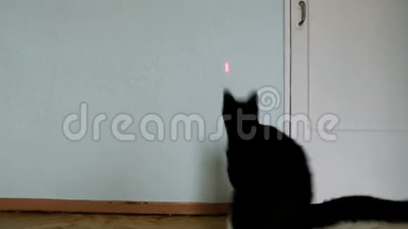 黑猫搞笑跳墙后激光指针在家慢动作视频的预览图
