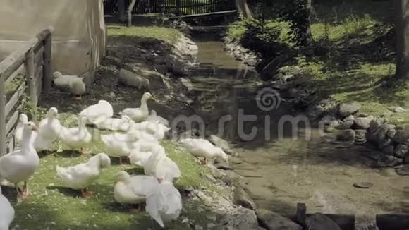 一群家养的鹅视频的预览图