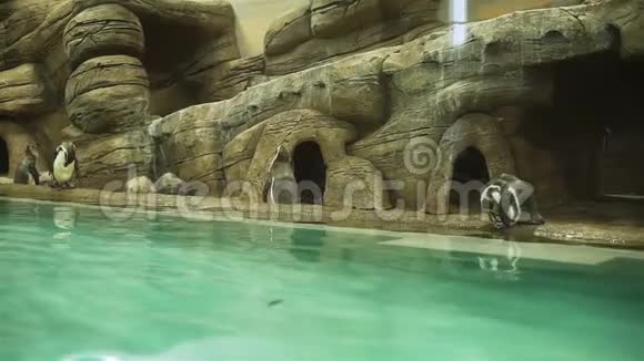 动物园泳池附近的企鹅群视频的预览图