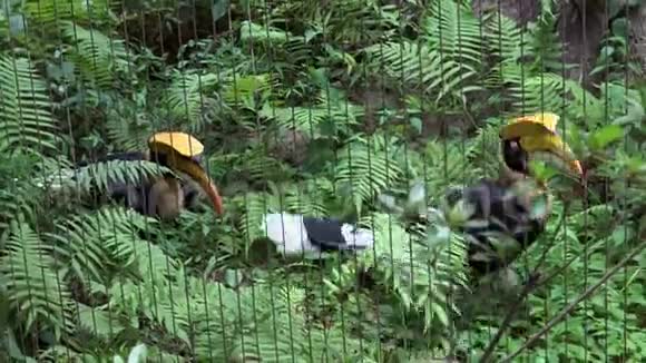 4对被囚禁在动物园金属栏杆后面的大印度黄蜂视频的预览图