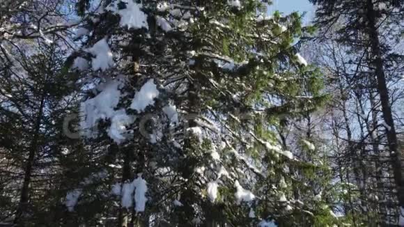 冬天覆盖着雪的松林阳光明媚的冬日视频的预览图