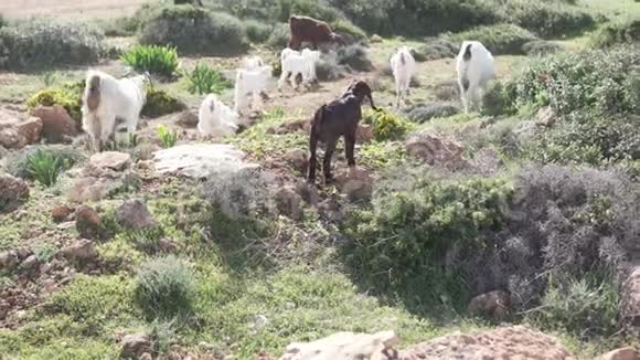 山羊和绵羊在海边的绿色草地上吃草视频的预览图