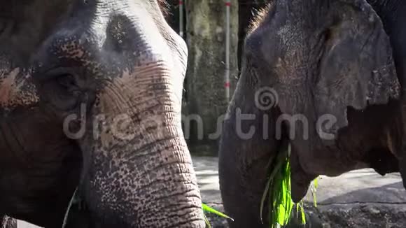 两只没有象牙的亚洲大象正在吃草亚洲大象动物园视频的预览图