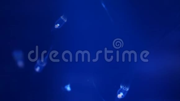 漂浮在水族馆深蓝背景下的小水母视频的预览图