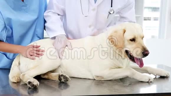 两个兽医检查一只黄色拉布拉多犬视频的预览图