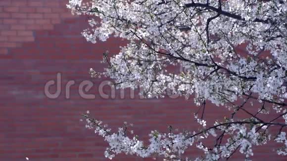 在红砖墙背景下树枝上长满了白色的小花视频的预览图